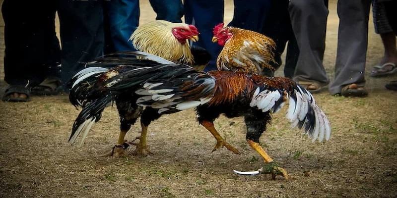 Thông tin sơ lược về loại hình đá gà cựa dao tại SV88